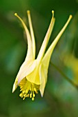 AQUILEGIA CHRYSANTHA YELLOW QUEEN