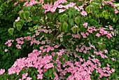 CORNUS KOUSA SATOMI