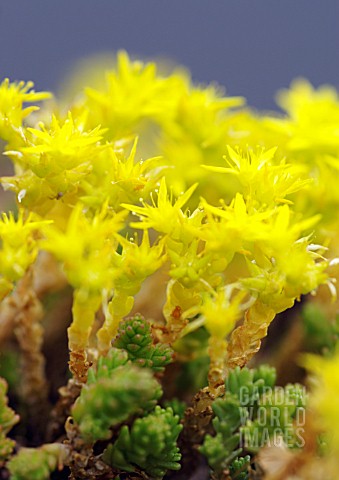 SEDUM_ACRE_BITING_STONECROP_COMMON_STONECROP