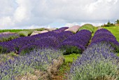 ROWS OF LAVENDER AT SNOWSHILL LAVENDER FARM