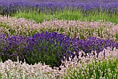 LAVANDULA ANGUSTIFOLIA LODDON PINK AND BLUE