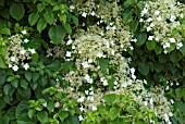 HYDRANGEA PETIOLARIS