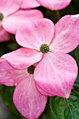 CORNUS KOUSA SATOMI