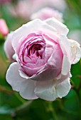 ROSA GEOFF HAMILTON