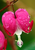 DICENTRA SPECTABILIS, (BLEEDING HEART, DUTCHMANS BREECHES)