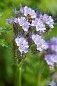 PHACELIA TANACETIFOLIA WITH HONEY BEE