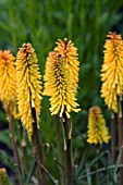 KNIPHOFIA TETBURY TORCH