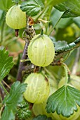 GOOSEBERRY INVICTA