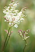 FILIPENDULA VULGARIS