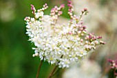 FILIPENDULA VULGARIS