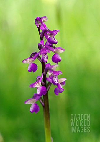 ORCHIS_MORIO_GREEN_WINGED_ORCHID_GREEN_VEINED_ORCHID