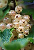 RIBES RUBRUM WHITE VERSAILLES