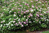 SPIRAEA JAPONICA SHIBORI