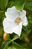 ROSA RUGOSA ALBA