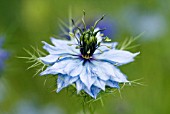 NIGELLA DAMASCENA L