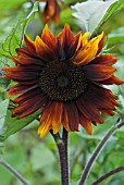 HELIANTHUS ANNUUS INFRARED