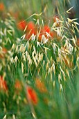 STIPA GIGANTEA