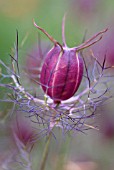 NIGELLA DAMASCENA SEED POD