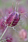 NIGELLA DAMASCENA SEED POD