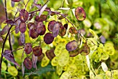 LUNARIA ANNUA HONESTY SEED PODS