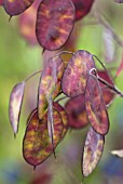 LUNARIA ANNUA HONESTY SEED PODS