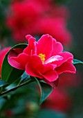 CAMELLIA FREEDOM BELL