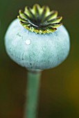 PAPAVER SOMNIFERUM OPIUM SEED HEAD