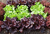 LACTUCA SATIVA LETTUCE MIXED