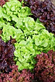 LACTUCA SATIVA LETTUCE MIXED