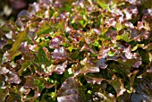 LACTUCA SATIVA BUGHATTI RED OAKLEAF LETTUCE