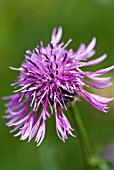 CENTAUREA SCABIOSA