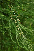 ASPARAGUS CONNOVERS COLOSSAL FOLIAGE AND BERRIES