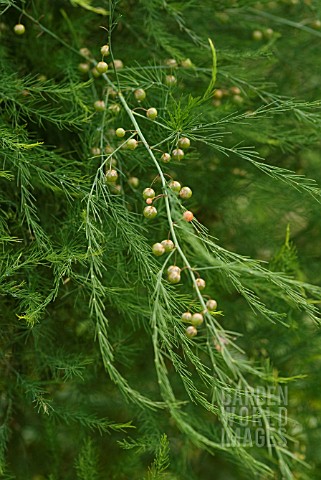 ASPARAGUS_CONNOVERS_COLOSSAL_FOLIAGE_AND_BERRIES