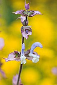 SALVIA SCLAREA