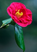 CAMELLIA JAPONICA APOLLO