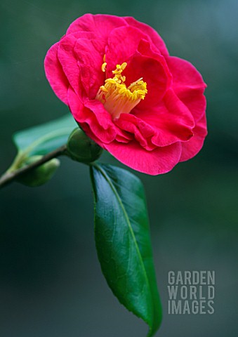 CAMELLIA_JAPONICA_APOLLO