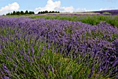 LAVANDULA X INTERMEDIA LAVENDER FIELDS SNOWSHILL LAVENDER FARM