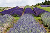 LAVANDULA VARIOUS, SNOWSHILL MANOR LAVENDER FARM