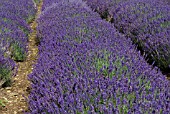 LAVANDULA ANGUSTIFOLIA HIDCOTE