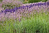 LAVANDULA ANGUSTIFOLIA LODDON PINK