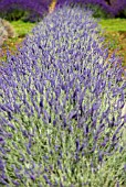 LAVANDULA SAWYERS HYBRID LAVENDER