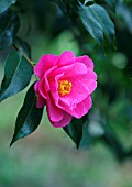 CAMELLIA WILLIAMSII PHYL DOAK