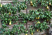 CONFERENCE PEAR PYRUS COMMUNIS, ESPALIER