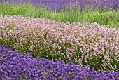 LAVANDULA ANGUSTIFOLIA ROSEA