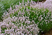 LAVANDULA ANGUSTIFOLIA ROSEA