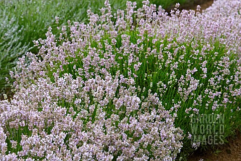 LAVANDULA_ANGUSTIFOLIA_ROSEA