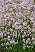 LAVANDULA ANGUSTIFOLIA ROSEA