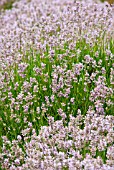 LAVANDULA ANGUSTIFOLIA ROSEA