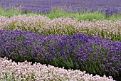 LAVANDULA ANGUSTIFOLIA LODDON BLUE AND LODDON PINK