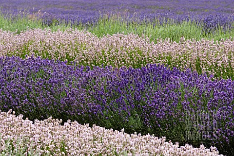 LAVANDULA_ANGUSTIFOLIA_LODDON_BLUE_AND_LODDON_PINK